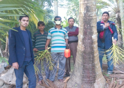 মাকড় মুক্ত বরইবুনিয়া গ্রামের নারকেল চাষীর কথা।