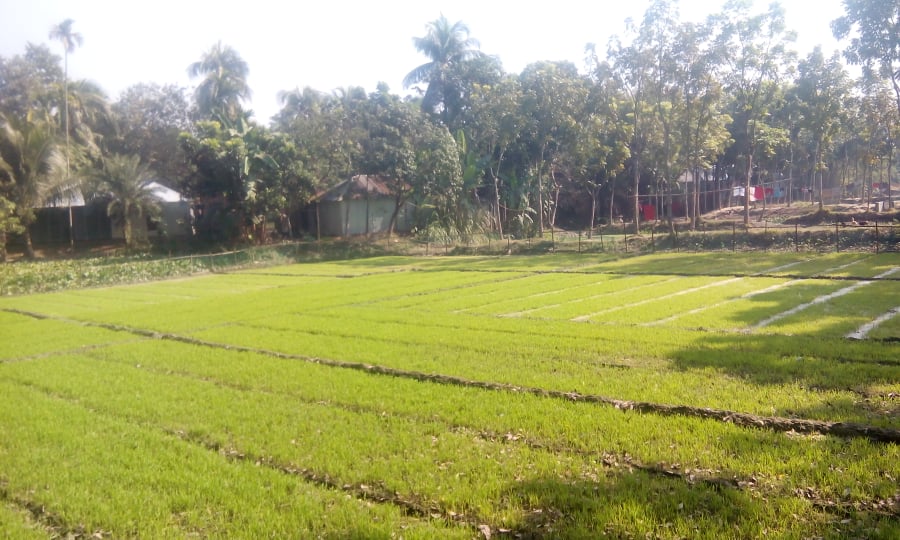 আদর্শ বীজতলা