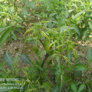 মরিচের থ্রিপস পোকা