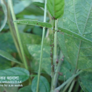 সয়াবিনের জাবপোকা বা এফিড