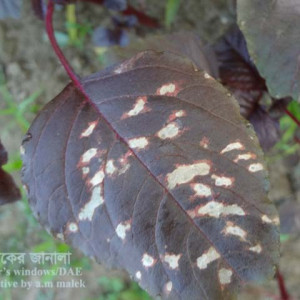 লালশাকের পাতার দাগ রোগ