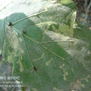 বেগুনের পাতা সুড়ঙ্গকারী পোকা