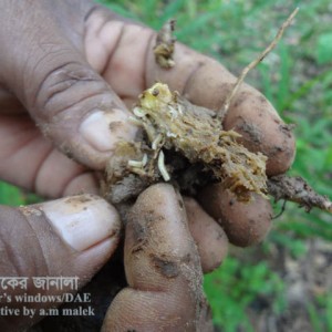 আদার কন্দ ছিদ্রকারি পোকা