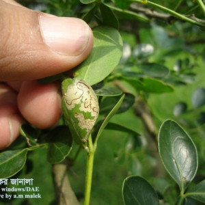 কদবেলের পাতা সুড়ঙ্গকারী পোকা