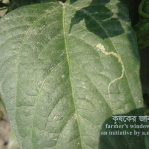 বরবটির পাতা সুড়ঙ্গকারী পোকা