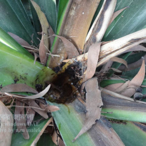 আনারসের হার্ট রট রোগ