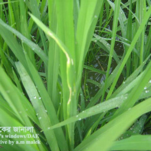 ধানের পাতামাছি পোকা